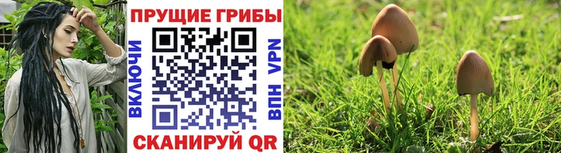 Псилоцибиновые грибы Cubensis Дрезна